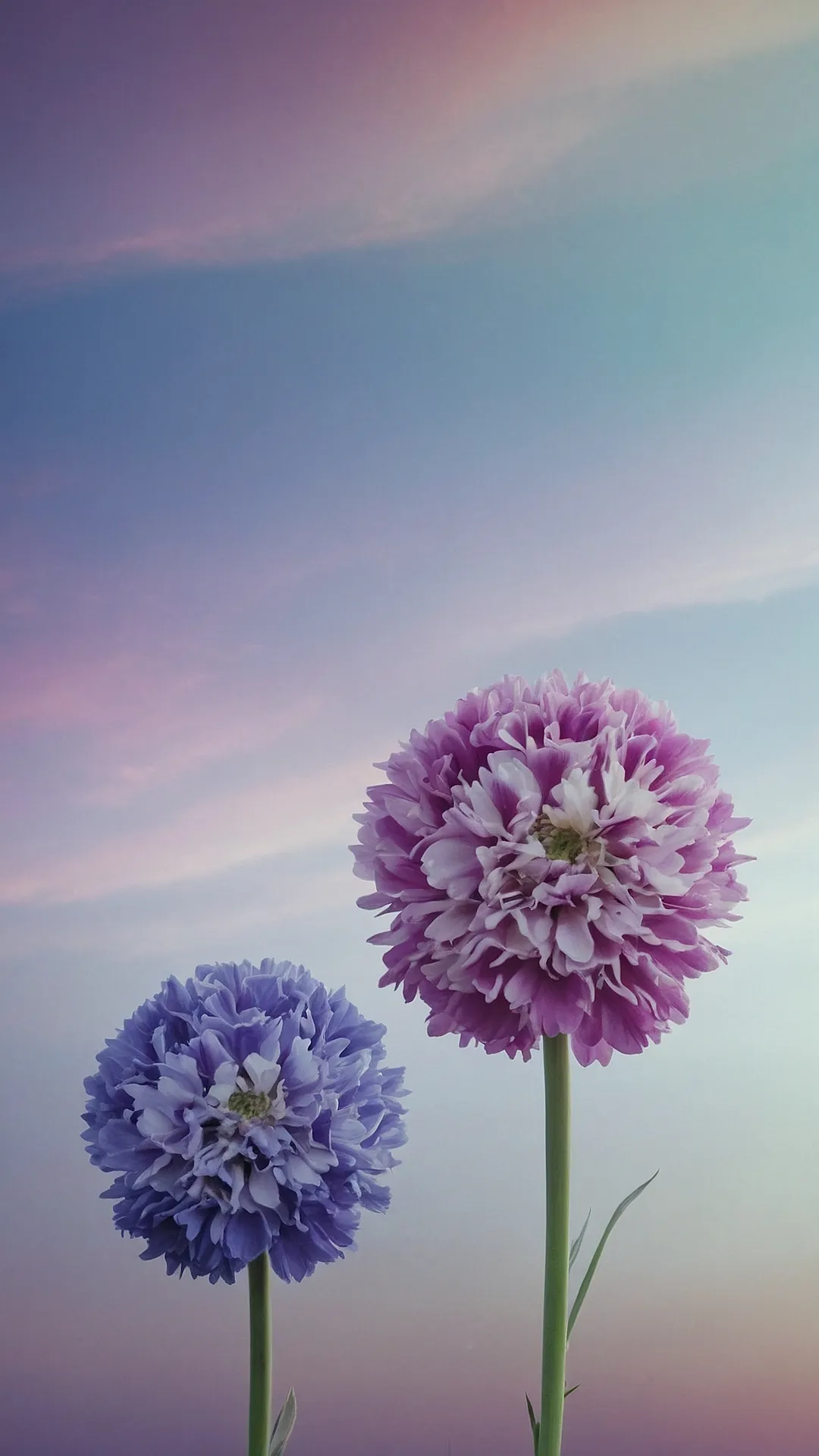 Phone Bloom