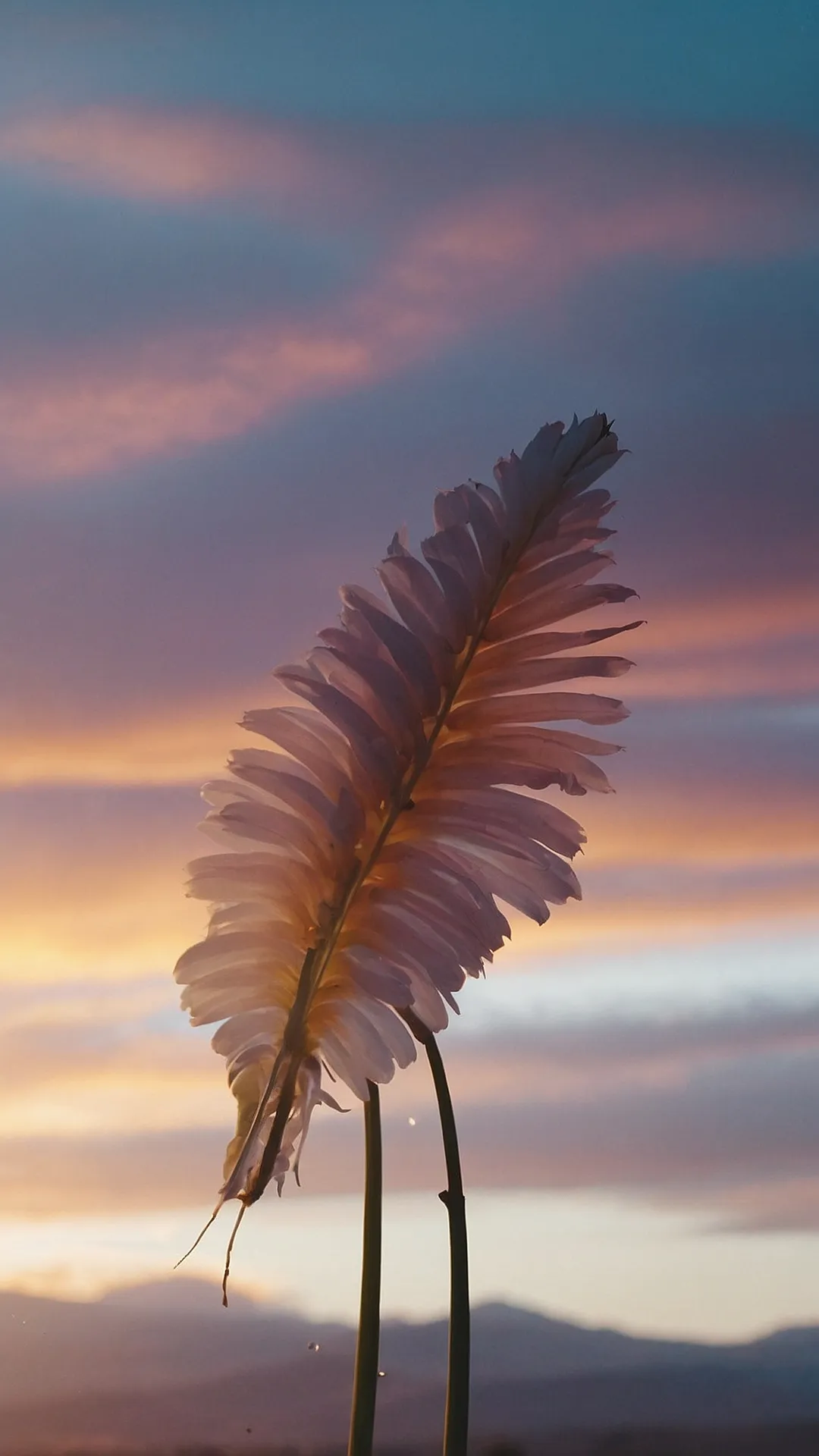 Floral iPhone Backdrops