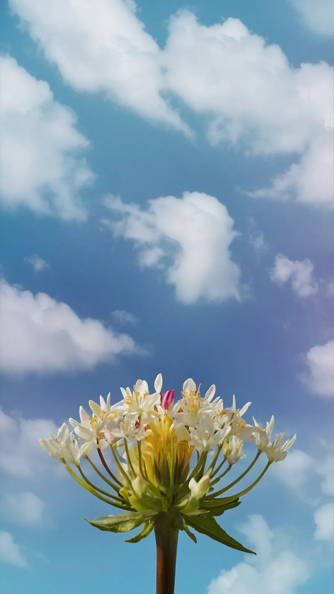 Celestial Blooms
