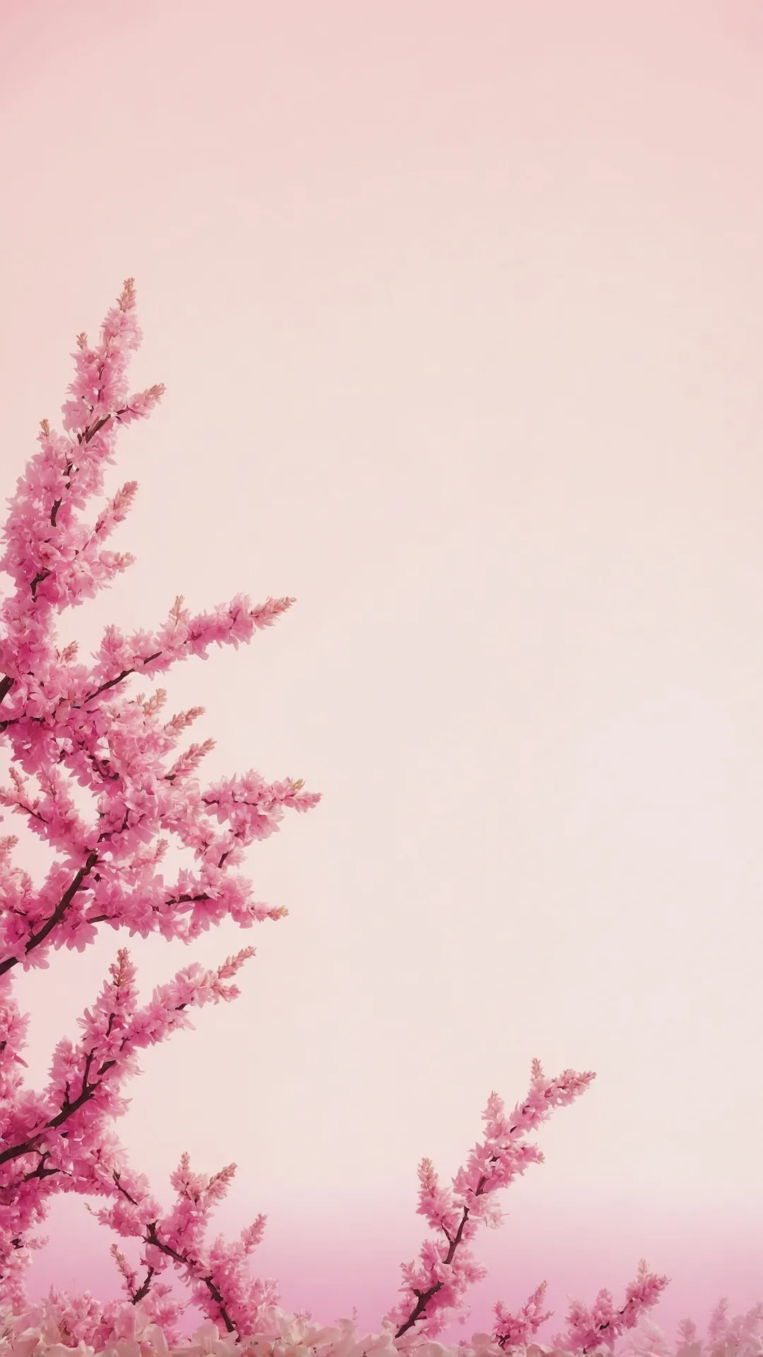 Wall of Blush