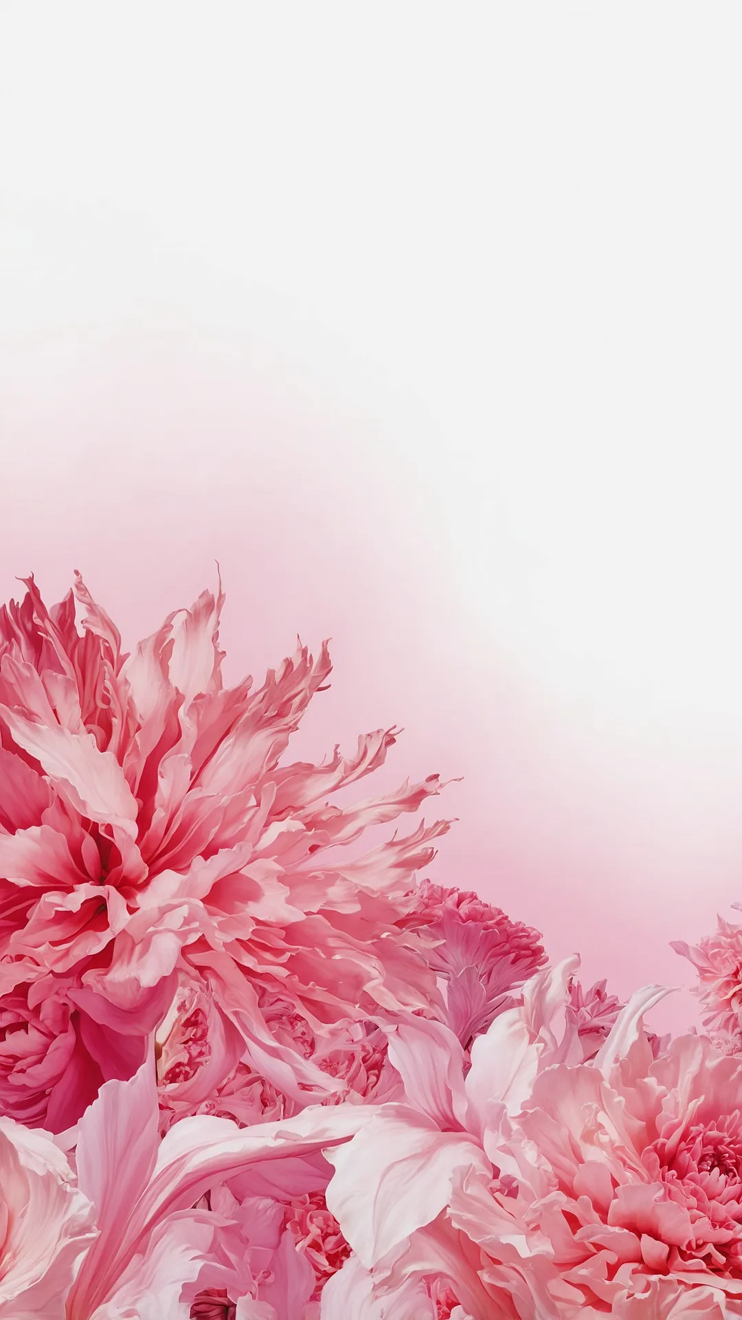 Rose Candy Canvas