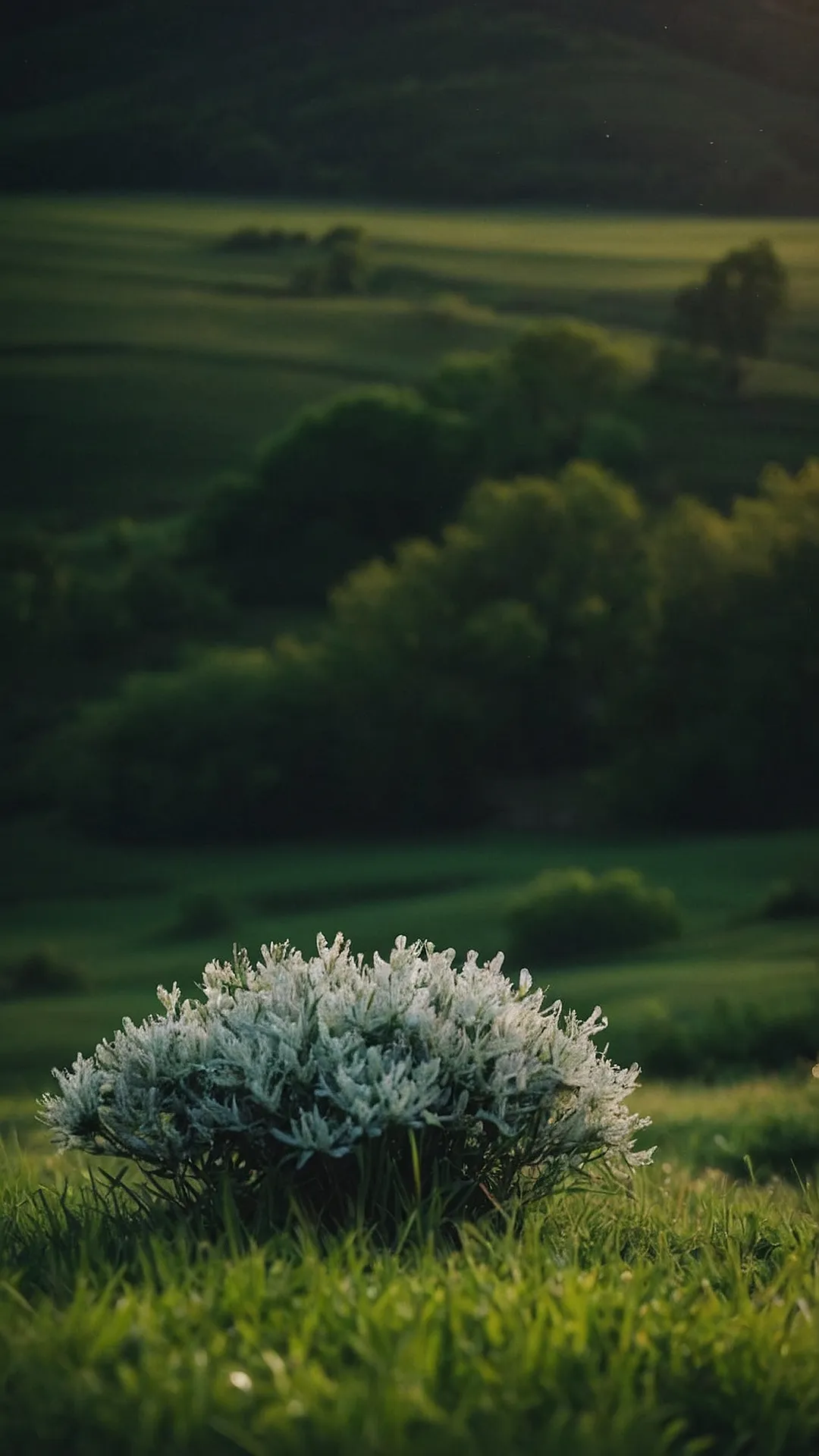 * Nature's Repose