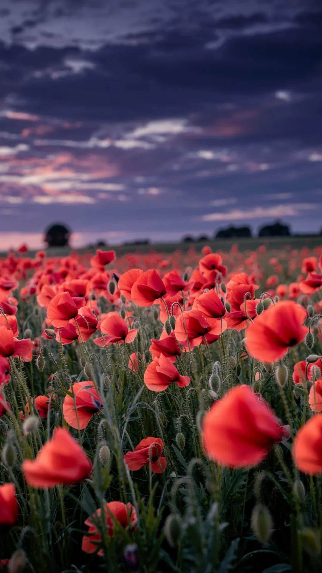 Poppyverse