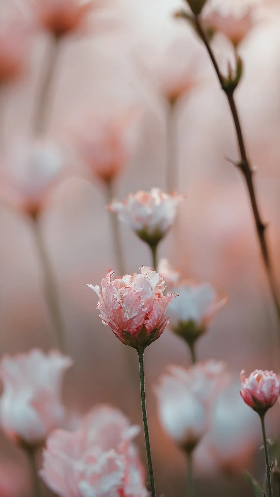 Princess Pink Perfection