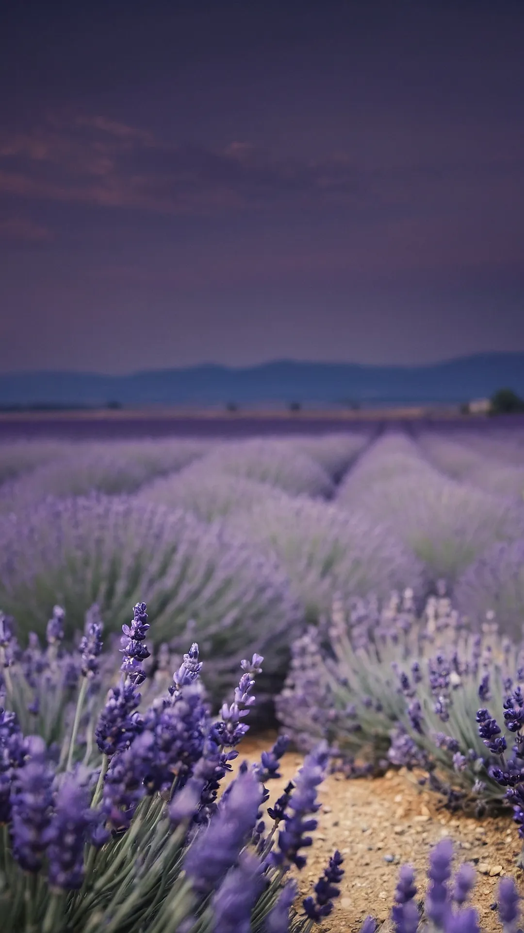 Sunset Lavender