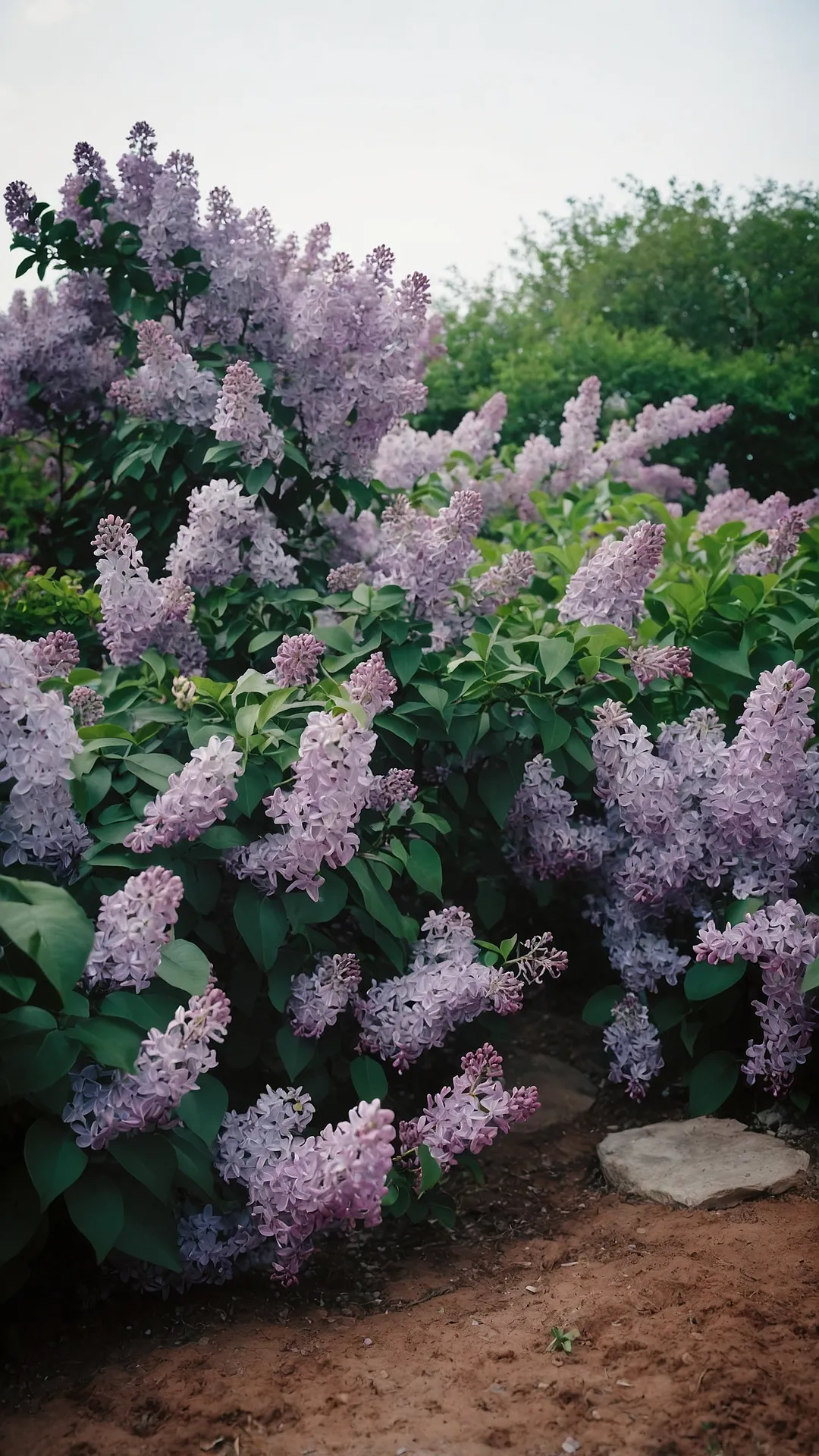 Enter the Purple Haze