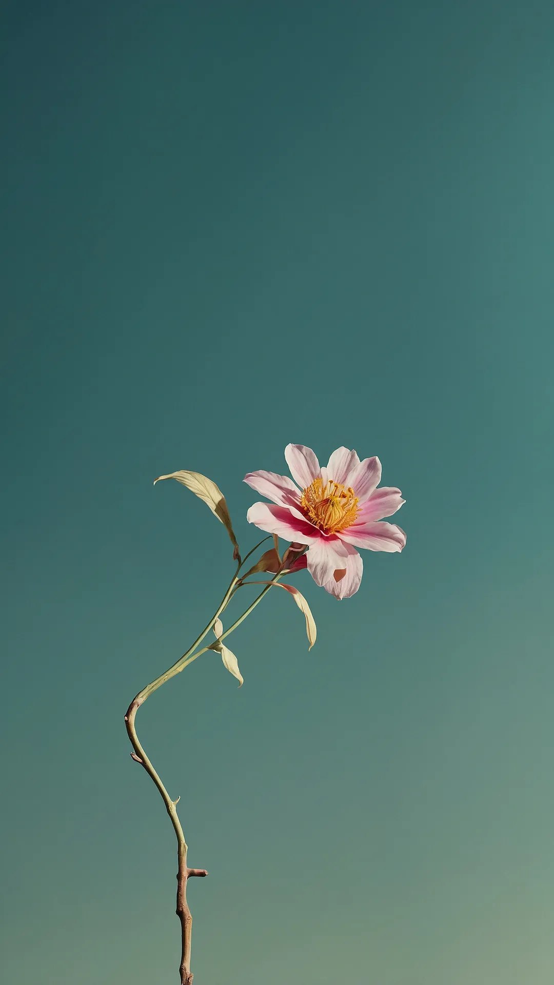 Petal Power Pop
