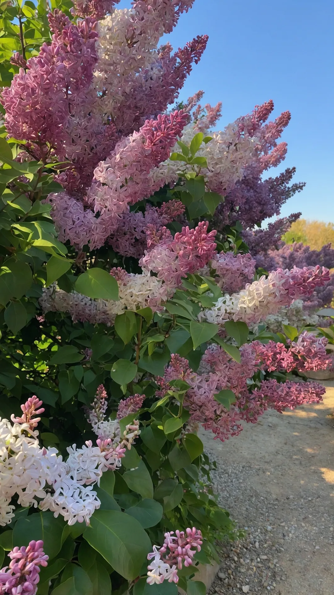 Get Inspired with 18 Lilac Garden Ideas for a Captivating Look 45 Violet Bloom Burst
