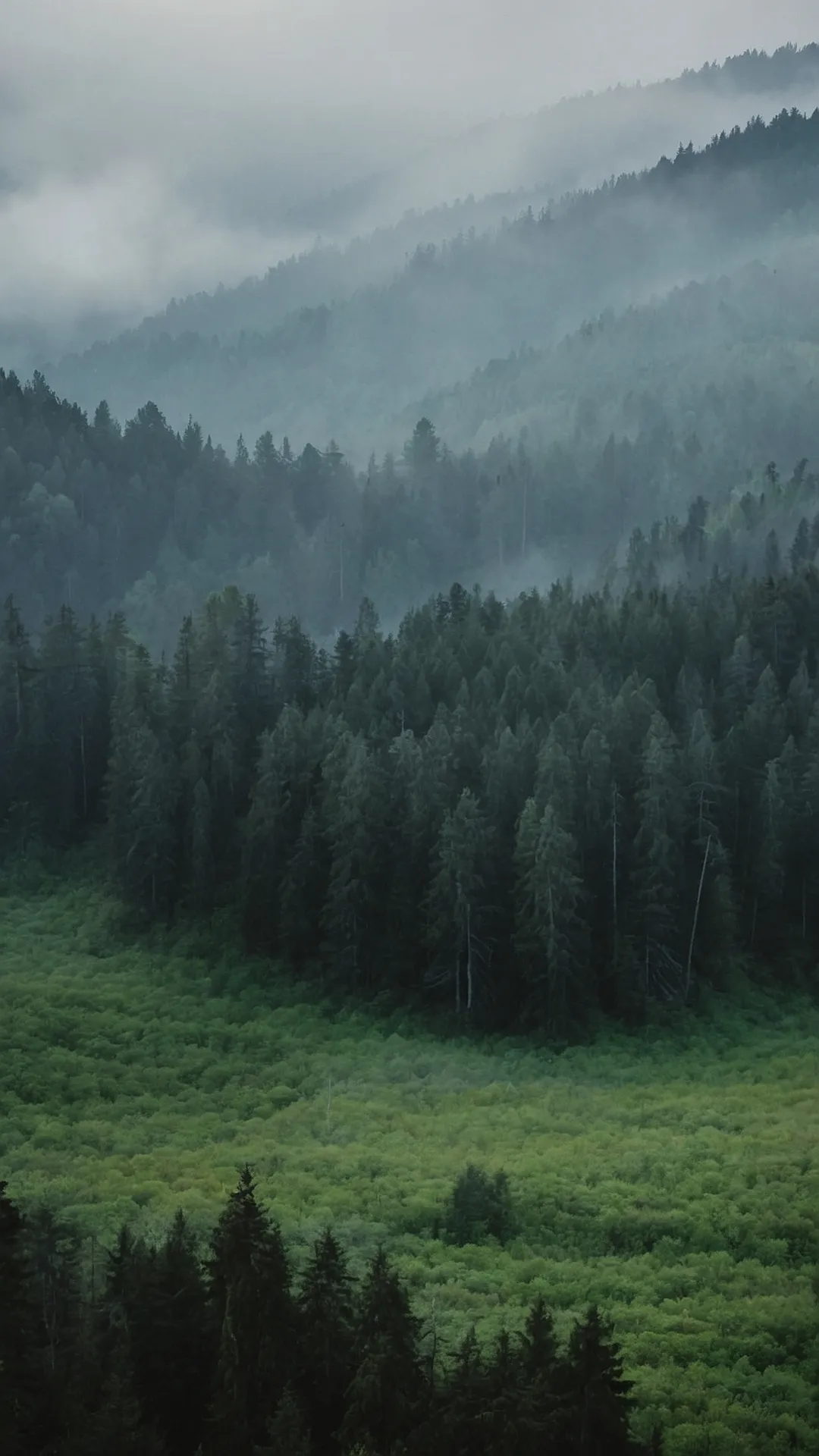 15 Practically Magical Misty Forest Wallpapers for Your Home 39 Ethereal Veil: