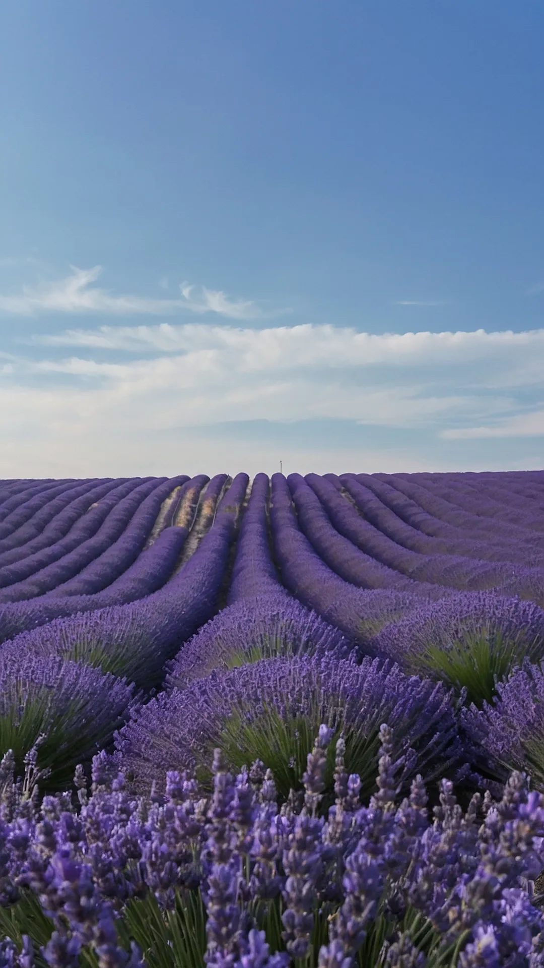 Lavender's Perfect Bloom