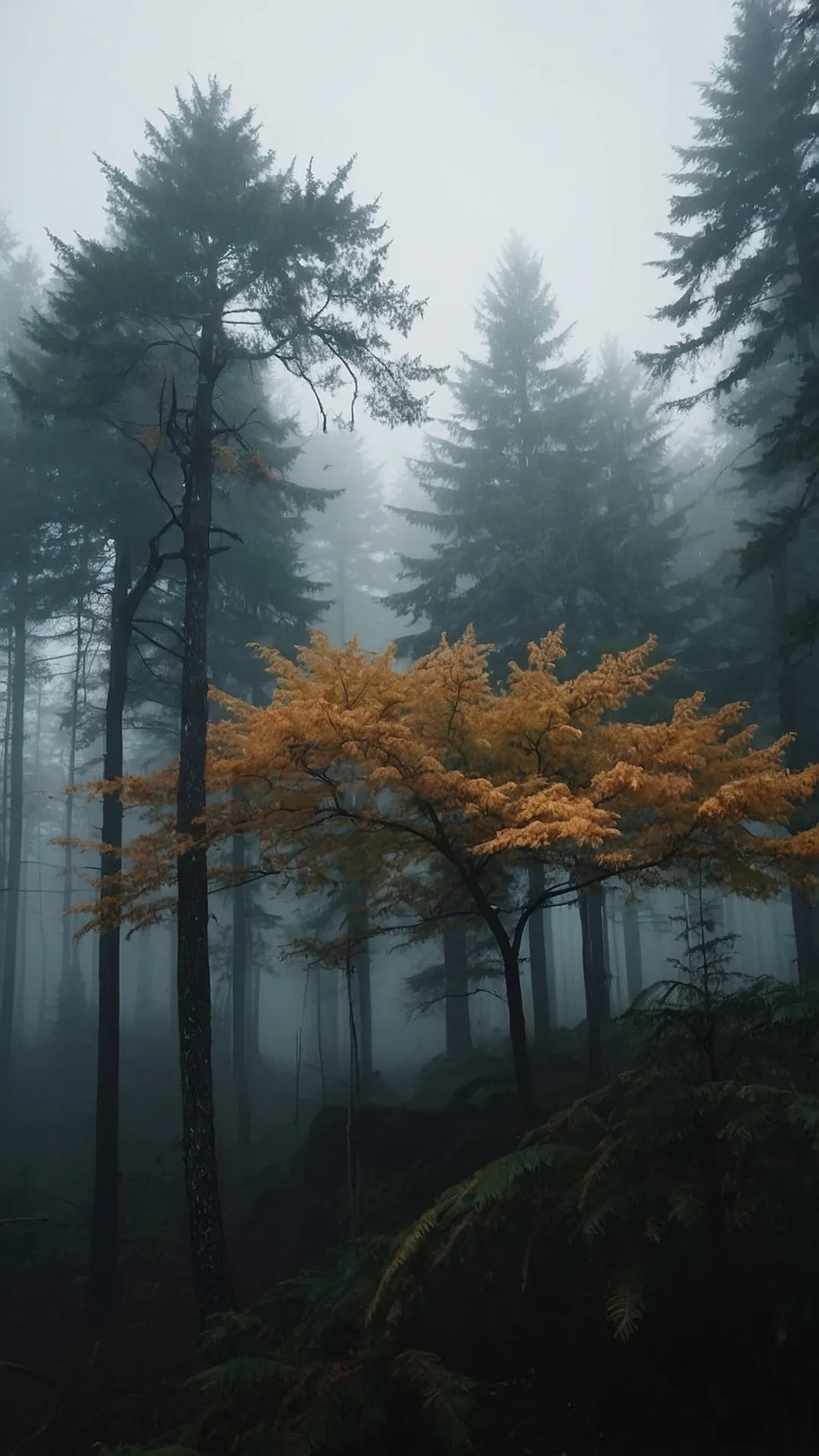 15 Practically Magical Misty Forest Wallpapers for Your Home 43 Echoes in the Fog: