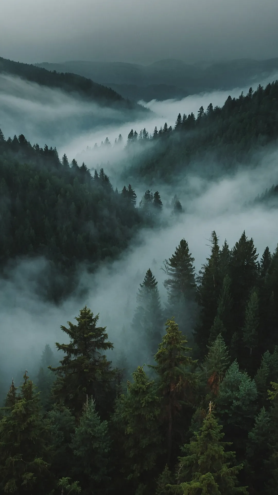 15 Practically Magical Misty Forest Wallpapers for Your Home 45 Mist-Shrouded Maze: