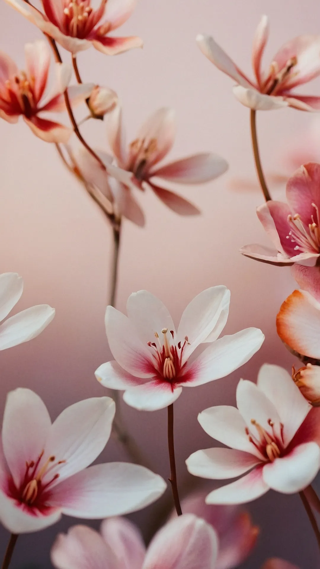 A Pink Paradise: 20 Cute Wallpapers to Elevate Your Screens 39 Sugarplum Sky