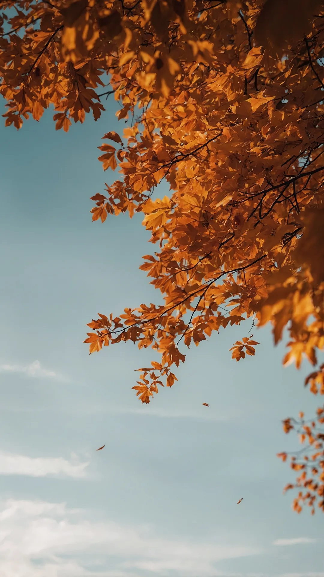 Fall in Love with Your Screen: 20 iPhone Wallpaper Ideas That Scream Autumn! 33 Golden Leaf Glow