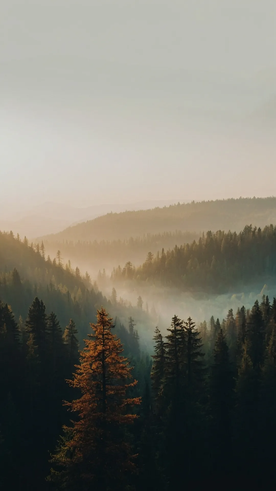 15 Nature Woods Ideas to Transform Your Home 32 The Lone Ranger of the Mist