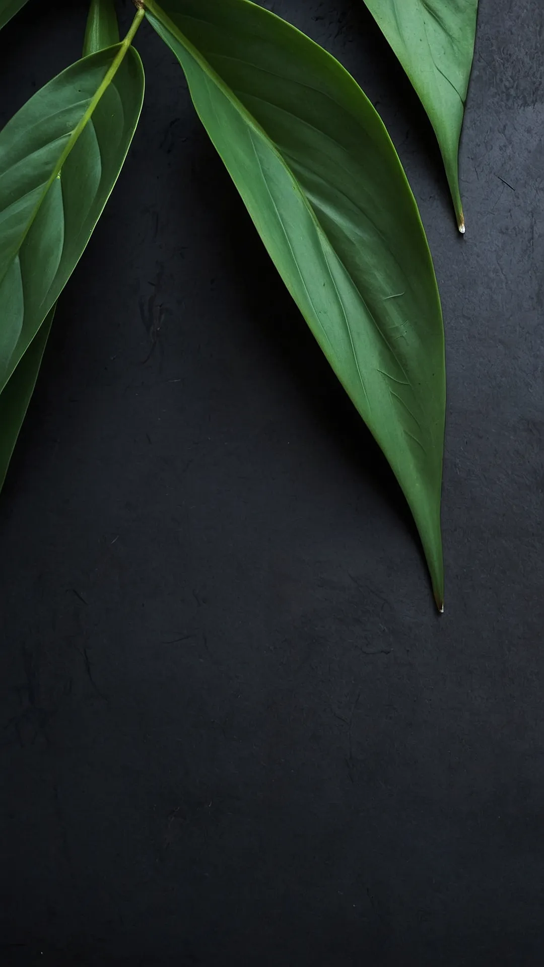 Nature’s Palette: 17 4K Wallpaper Wonders for Your Phone 37 Leaf Canvas