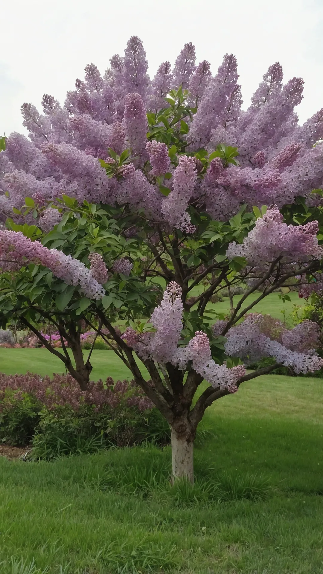 Get Inspired with 18 Lilac Garden Ideas for a Captivating Look 34 The Sweet Takeover