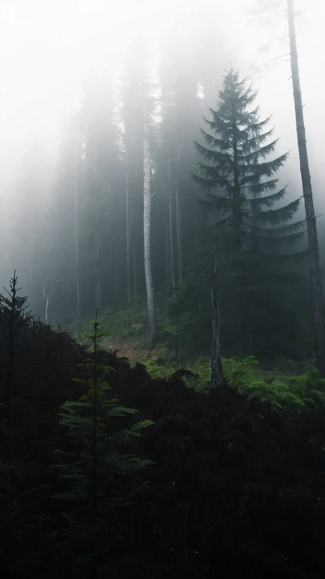 15 Practically Magical Misty Forest Wallpapers for Your Home 37 Whispers in the Mist: