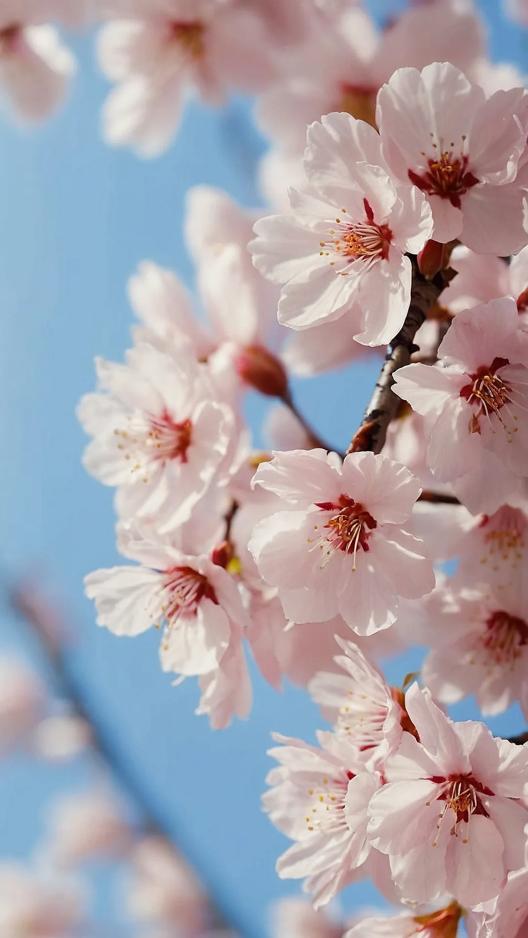 Chasing Cherry Blossoms: 15 Delightful Sakura Wallpapers for Your Devices 42 Blooming Sakura Dreamscape