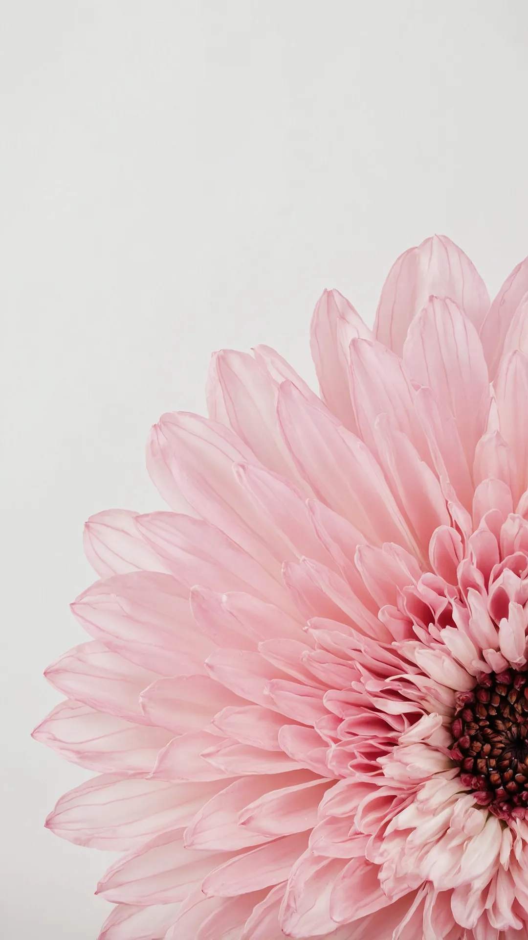 Vivid Pink Vibe