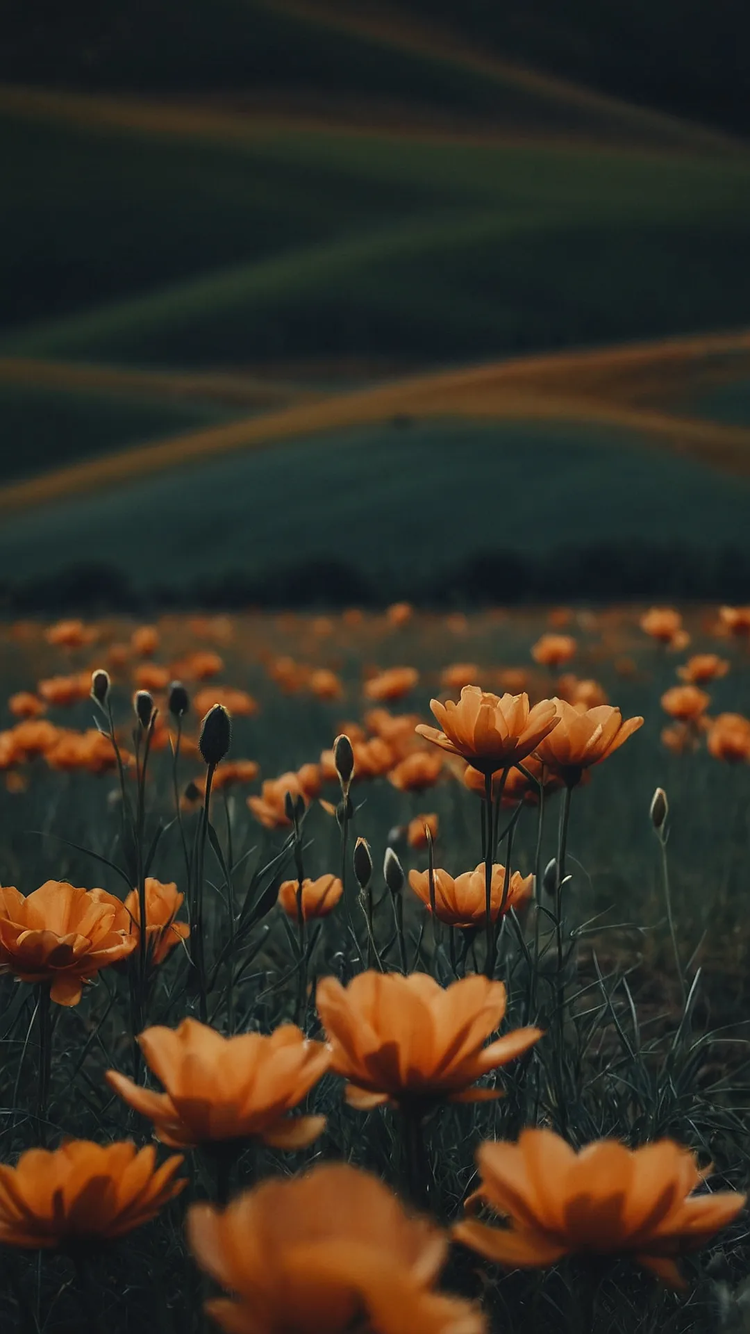 73 cheerlives gleamnest 20240929140118