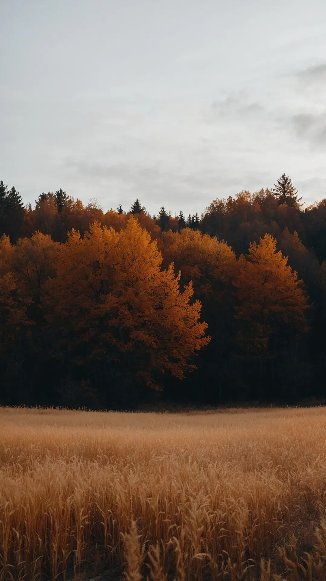 Cozy Up Your Screens: 19 Aesthetic Autumn Wallpapers 37 https://myquickurl.com/inspireinlet.com/53-inspireinlet_lifeinsp_20250719111430.webp