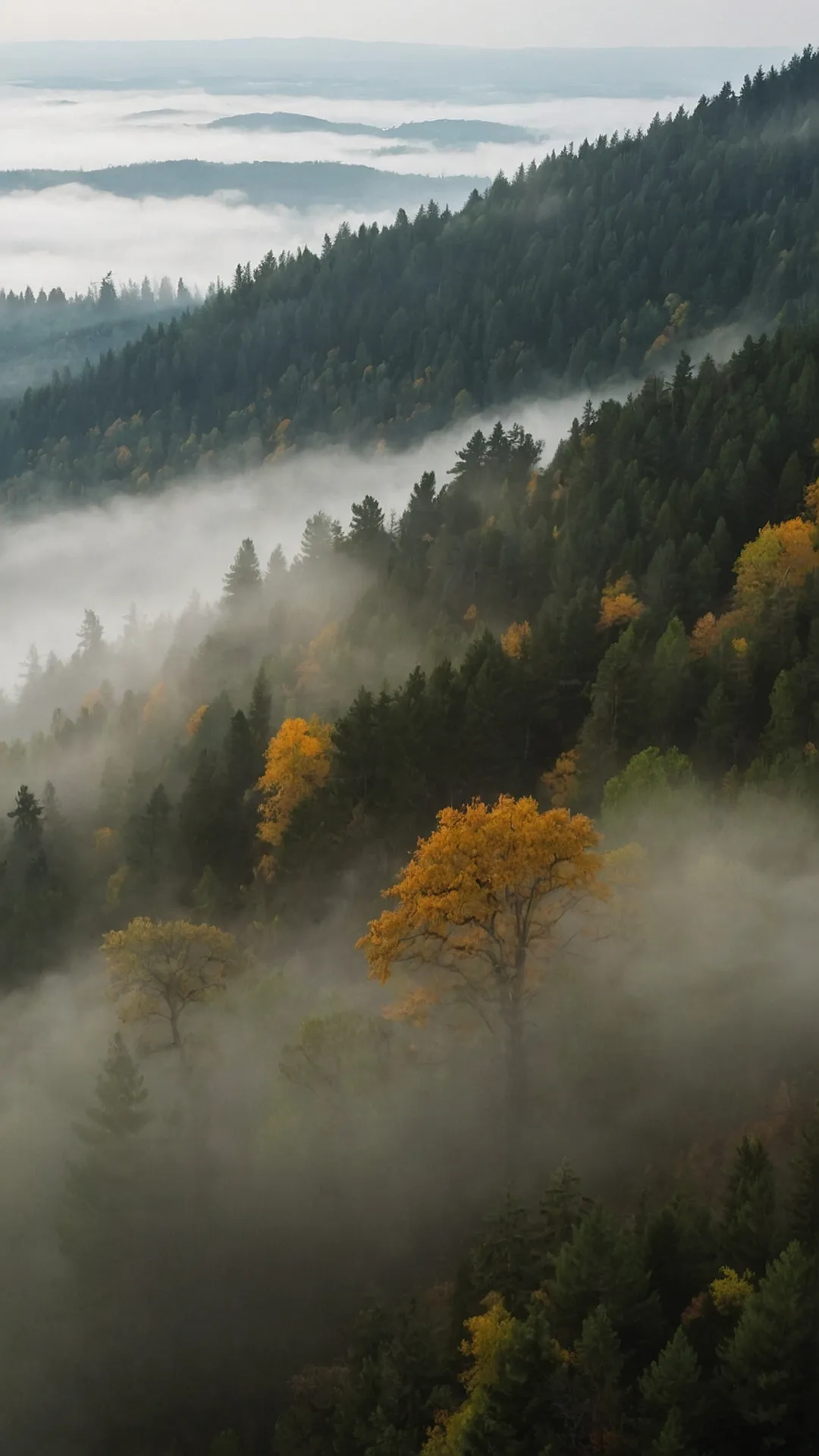 15 Practically Magical Misty Forest Wallpapers for Your Home 36 Hidden Forest Secrets: