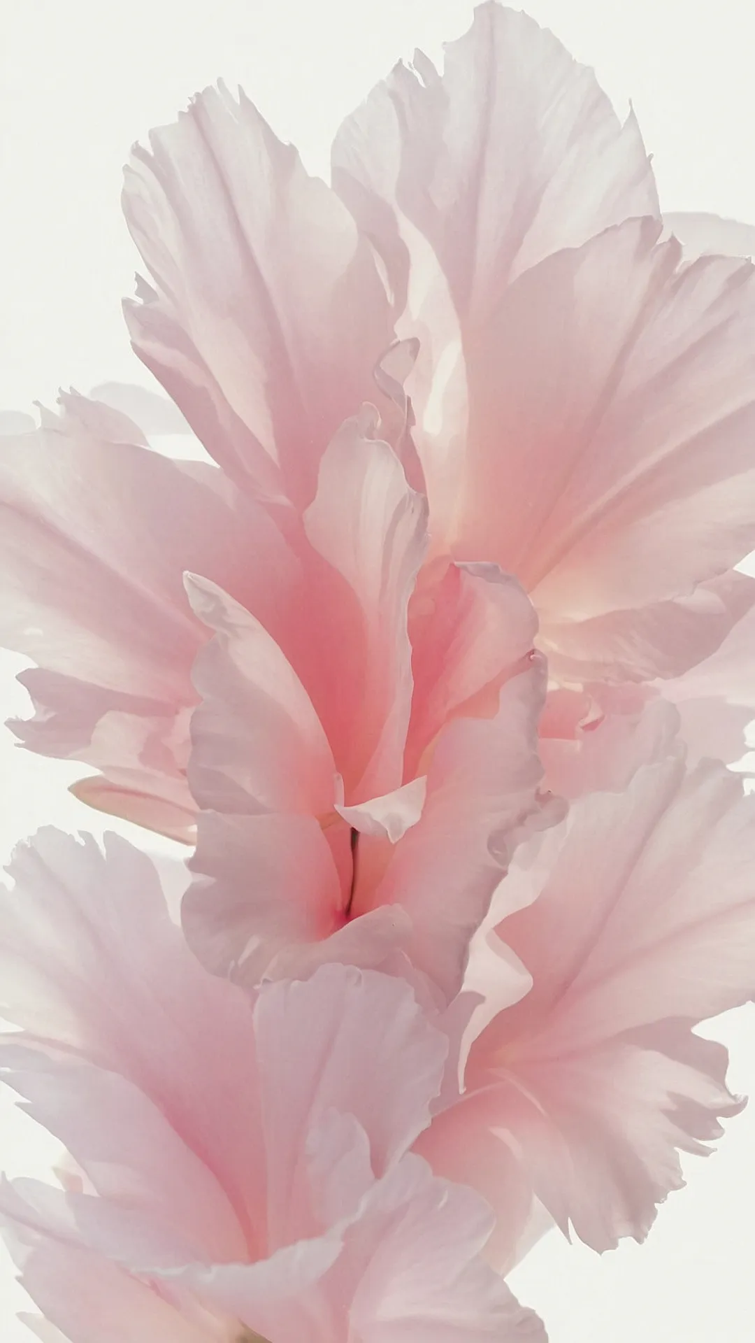 A Pink Paradise: 20 Cute Wallpapers to Elevate Your Screens 43 Dreamy Pink Decor