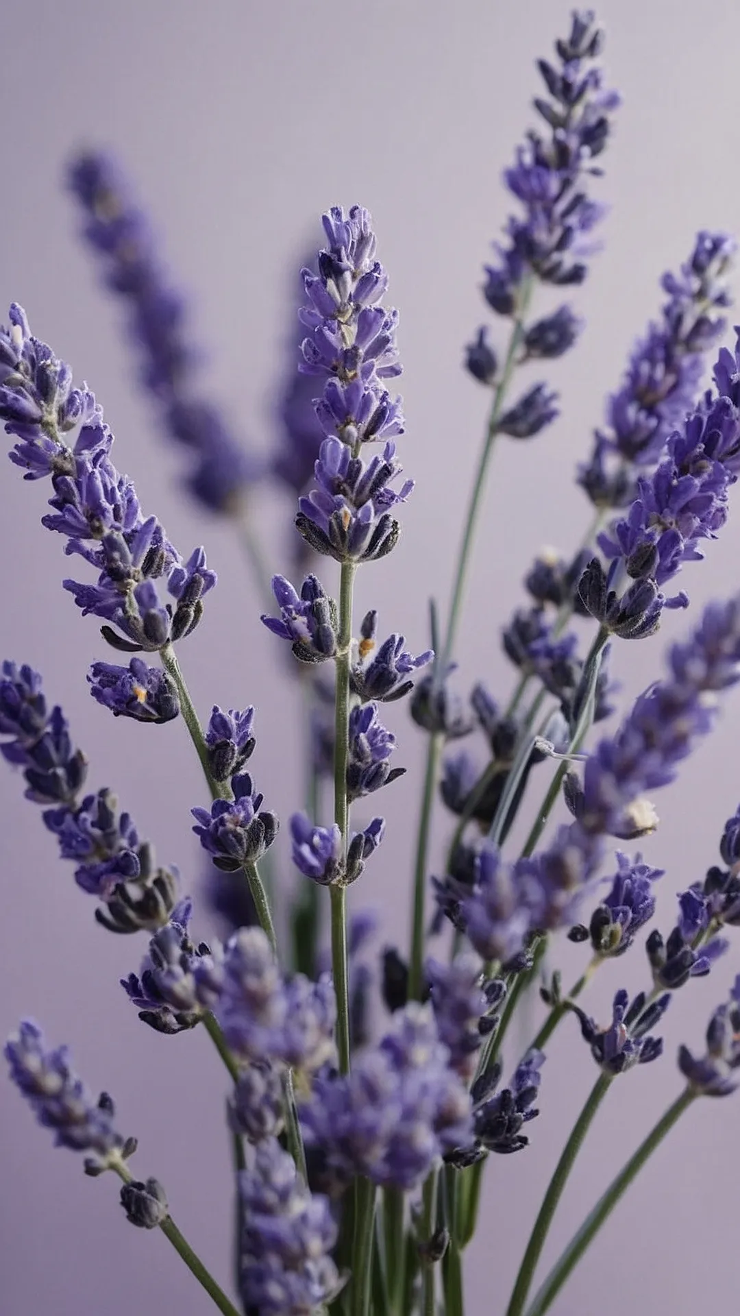 Moonlit Lavender Fields