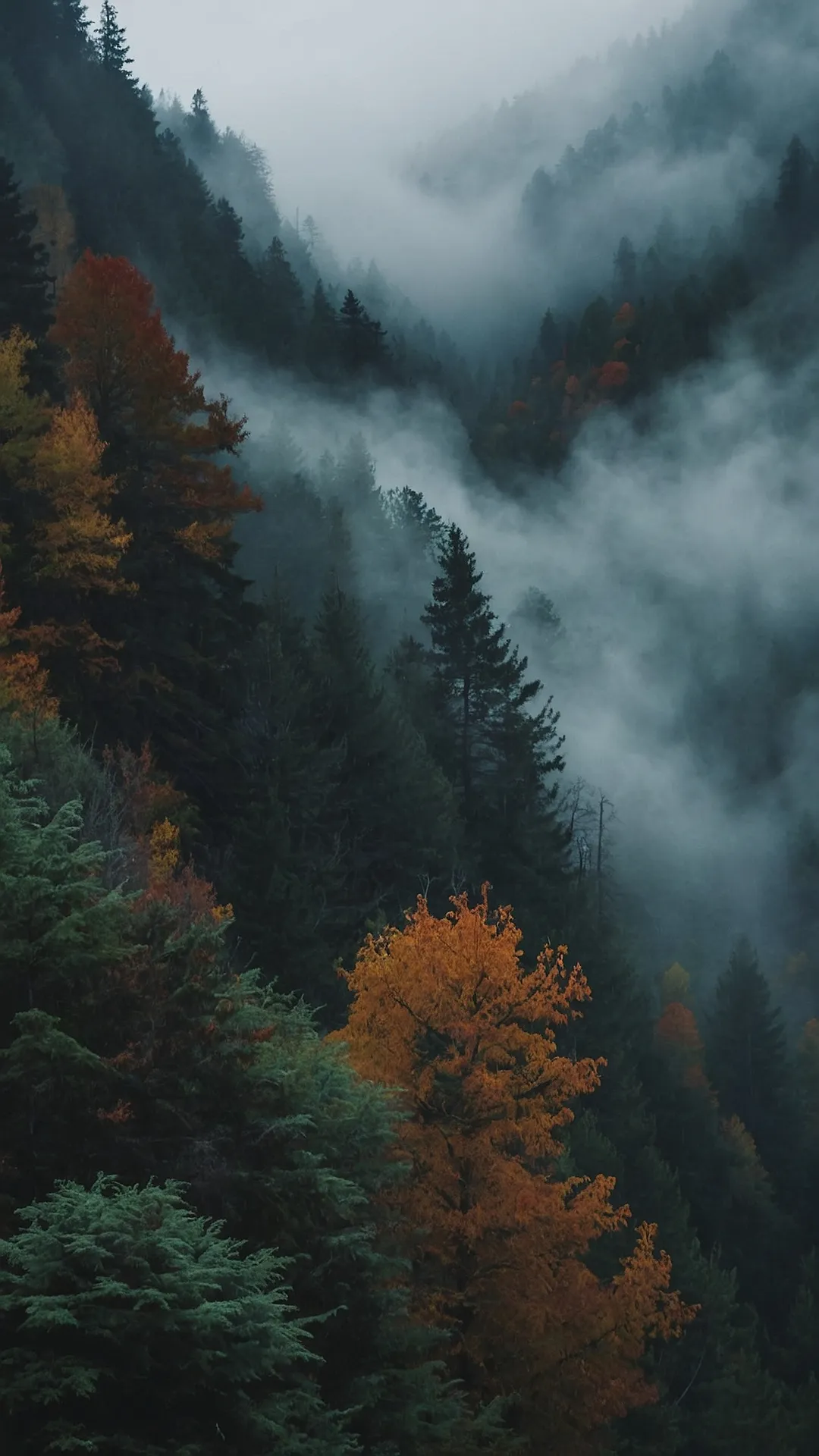 15 Practically Magical Misty Forest Wallpapers for Your Home 44 Path of the Mist: