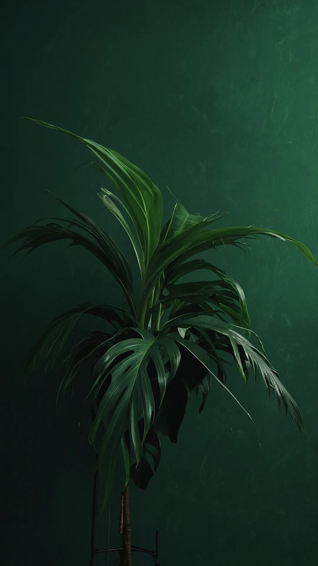 Palm Paradise: