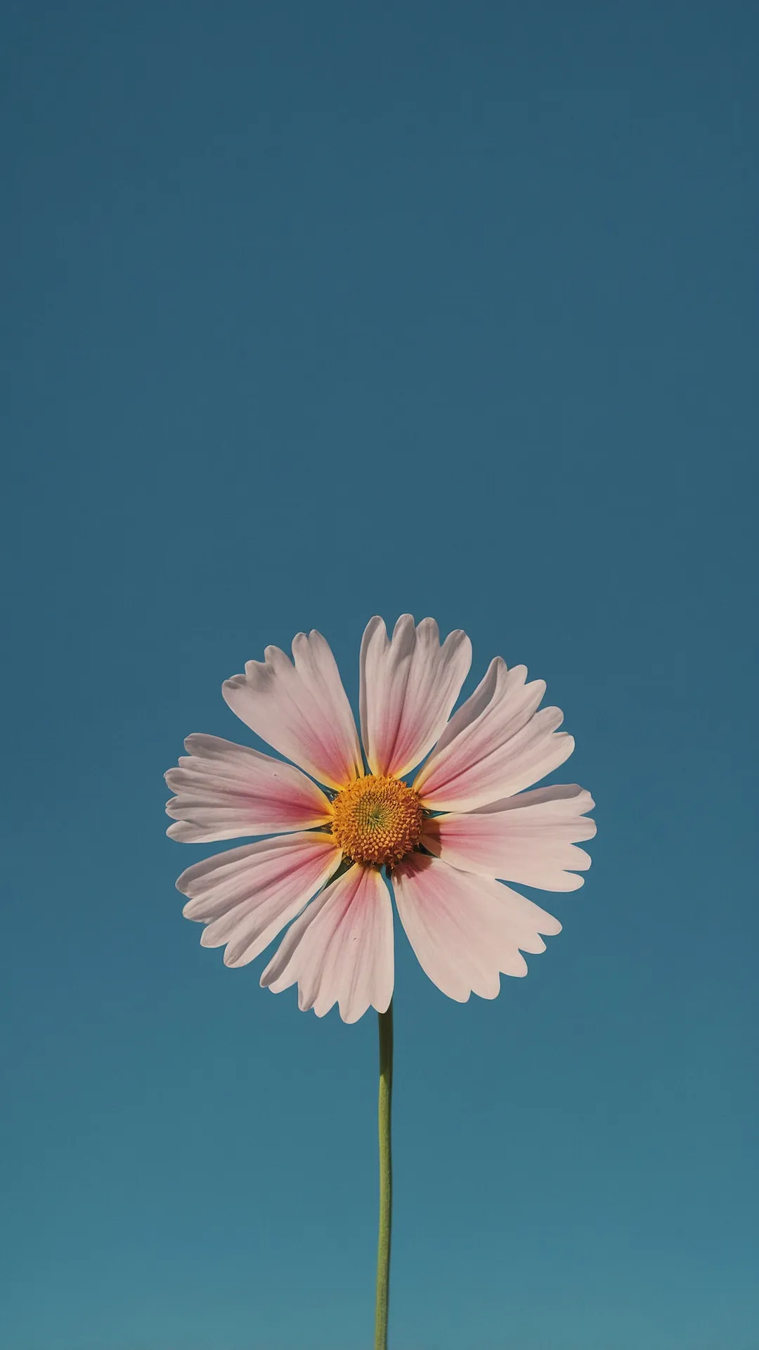 Blossom Screen
