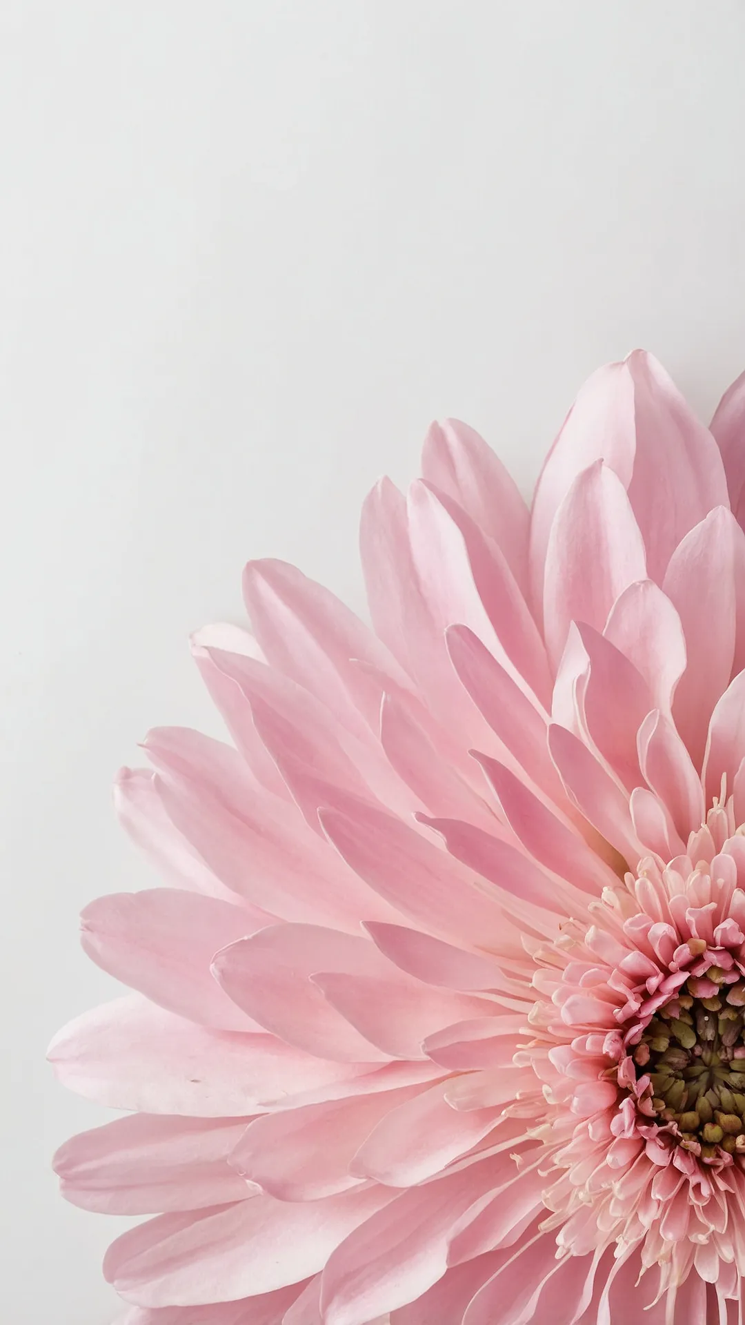Petal Pal for Your Pocket
