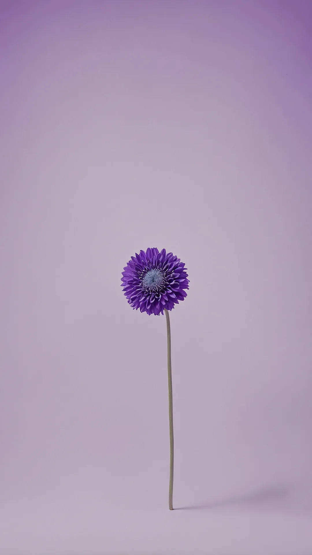 Room's Purple Reign