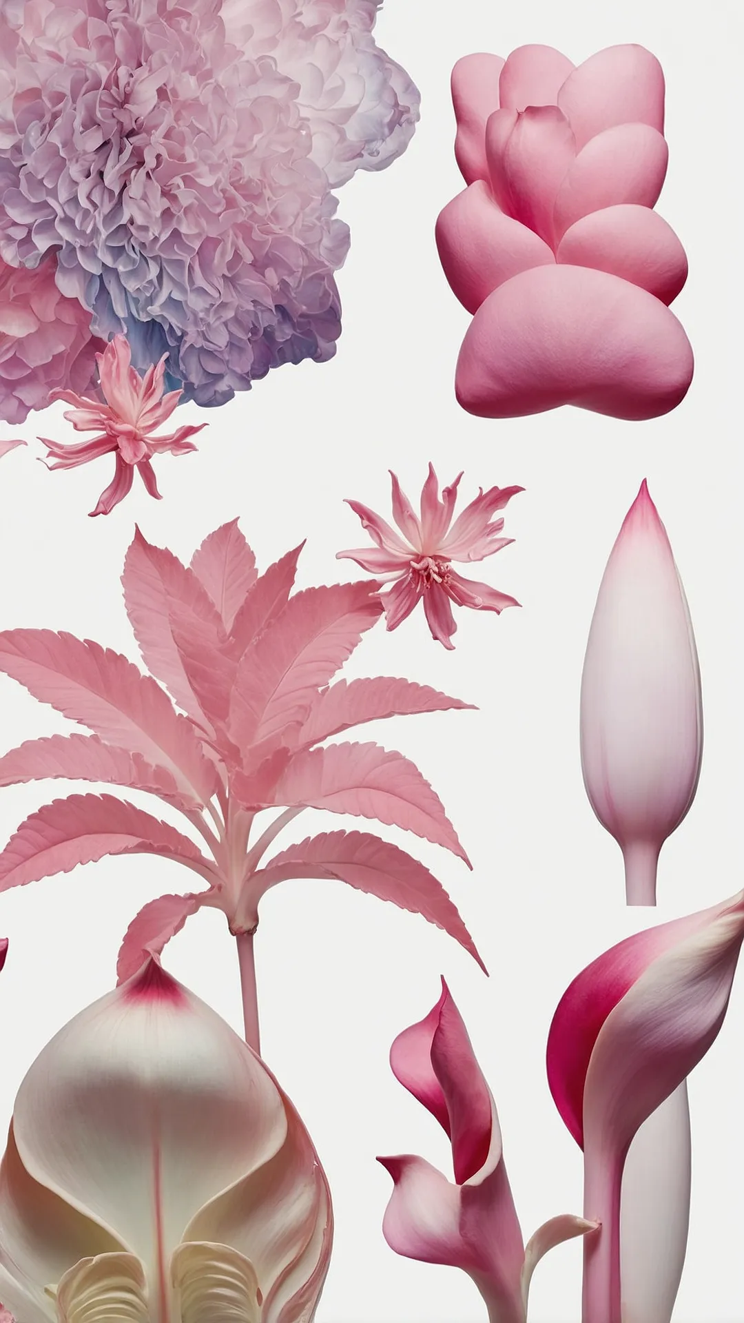 Petal Party Walls