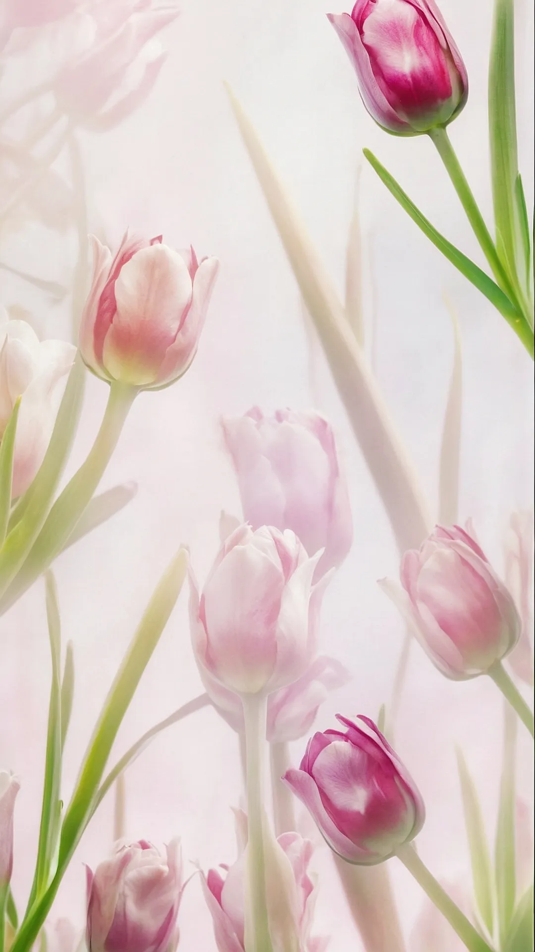 Tech Tulips