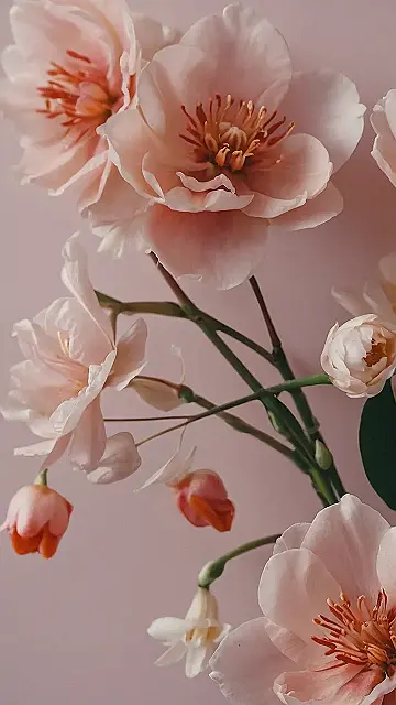 Cherry Blossom Bliss