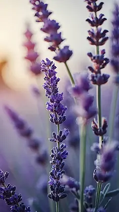 Lavender’s Embrace