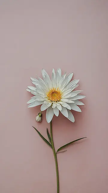 Stone Stillness Display