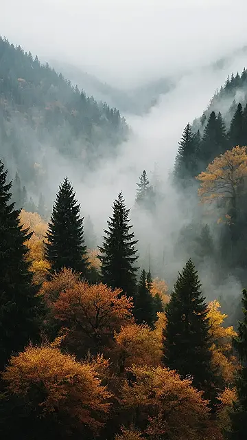 Into the Woods We Go!