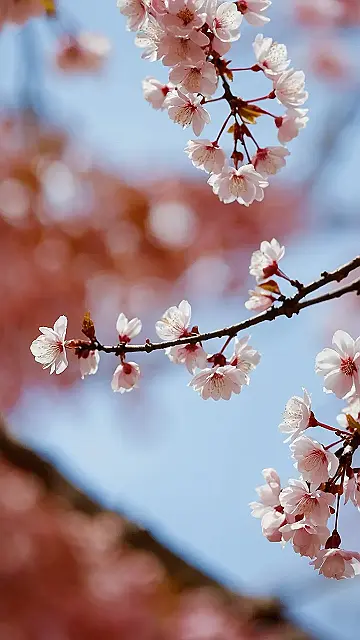 Wallpaper’s Pink Perfection