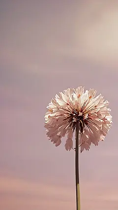 Pink Cloud Kingdom