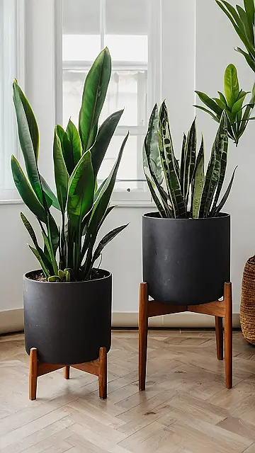 Indoor Greenery