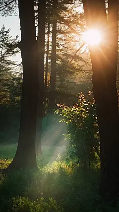Sunbeams Through the Trees: