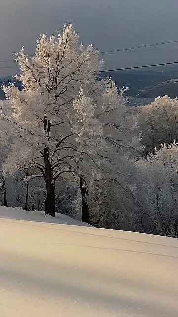 Arctic Attitude