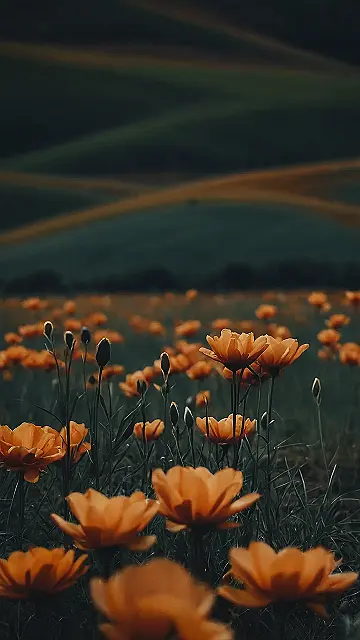 “Minimalist Blooms: A Field of Simple Beauty”