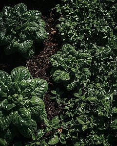 DIY Garden Fertilizer: Boost Your Veggie Beds Naturally