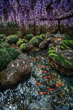 Tranquil Japanese Wisteria Garden Oasis for Your Backyard