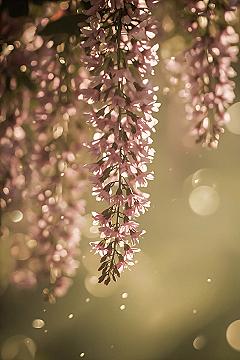 Dreamy Pink Blooms: Aesthetic iPhone Wallpaper Inspiration