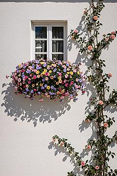 Charming Window Box Gardens: Elevate Your Home’s Aesthetic